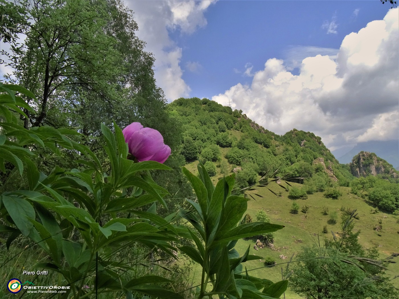 52 Paeonia officinalis (Peonia selvatica dello Zucco).JPG